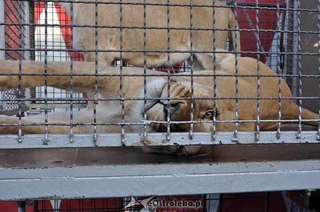 Cyrk Korona w Ostrołęce [24.04.2013] - zdjęcie #69 - eOstroleka.pl