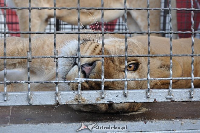 Cyrk Korona w Ostrołęce [24.04.2013] - zdjęcie #68 - eOstroleka.pl