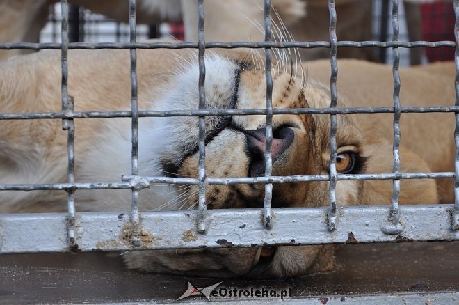Cyrk Korona w Ostrołęce [24.04.2013] - zdjęcie #67 - eOstroleka.pl