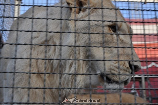Cyrk Korona w Ostrołęce [24.04.2013] - zdjęcie #66 - eOstroleka.pl