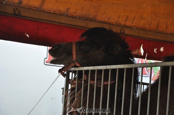 Cyrk Korona w Ostrołęce [24.04.2013] - zdjęcie #65 - eOstroleka.pl