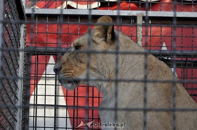 Cyrk Korona w Ostrołęce [24.04.2013] - zdjęcie #64 - eOstroleka.pl