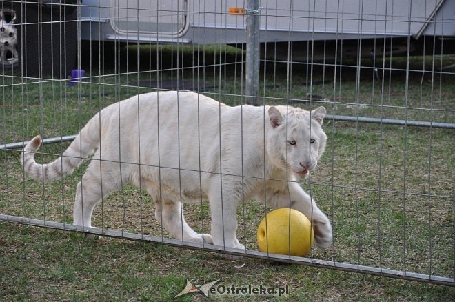 Cyrk Korona w Ostrołęce [24.04.2013] - zdjęcie #63 - eOstroleka.pl