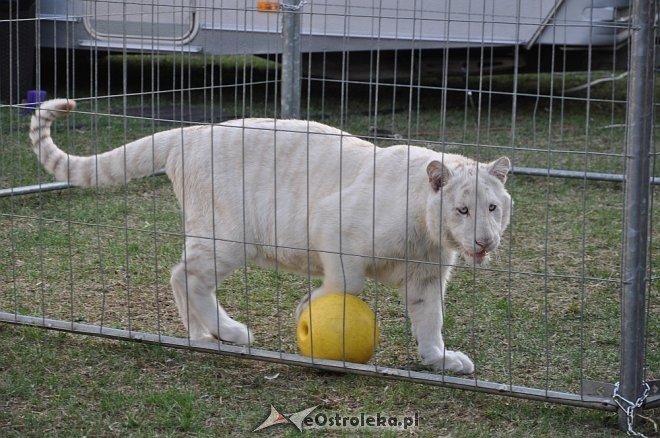 Cyrk Korona w Ostrołęce [24.04.2013] - zdjęcie #62 - eOstroleka.pl