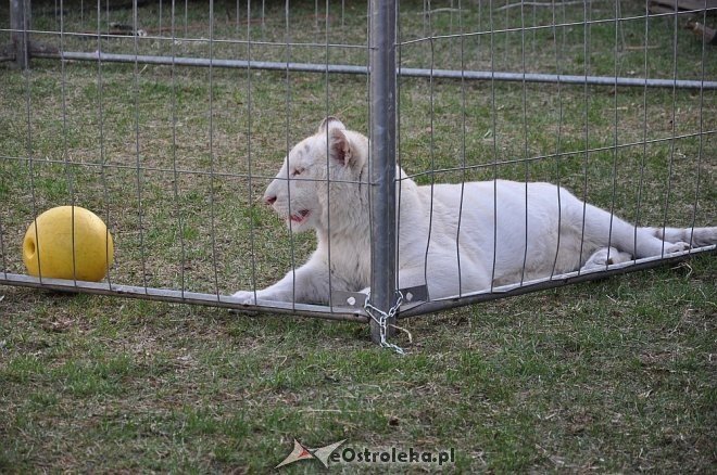 Cyrk Korona w Ostrołęce [24.04.2013] - zdjęcie #61 - eOstroleka.pl