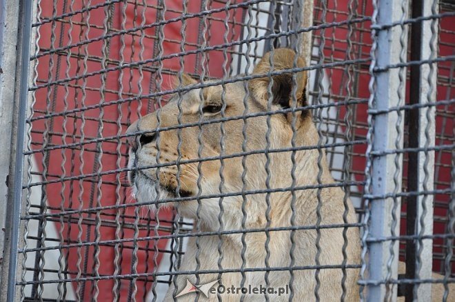 Cyrk Korona w Ostrołęce [24.04.2013] - zdjęcie #60 - eOstroleka.pl