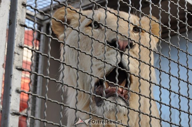 Cyrk Korona w Ostrołęce [24.04.2013] - zdjęcie #58 - eOstroleka.pl