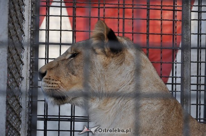 Cyrk Korona w Ostrołęce [24.04.2013] - zdjęcie #56 - eOstroleka.pl