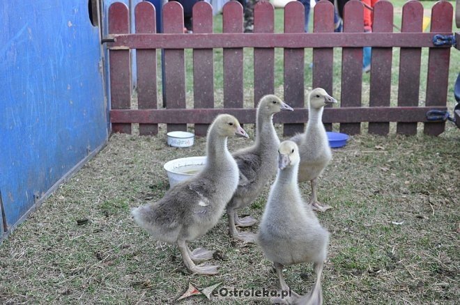 Cyrk Korona w Ostrołęce [24.04.2013] - zdjęcie #52 - eOstroleka.pl