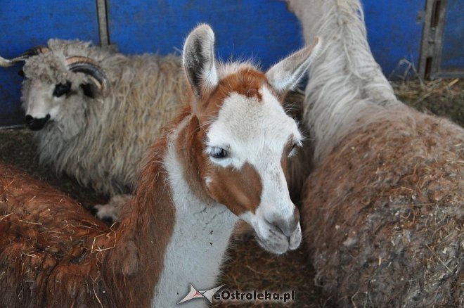 Cyrk Korona w Ostrołęce [24.04.2013] - zdjęcie #55 - eOstroleka.pl