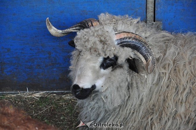 Cyrk Korona w Ostrołęce [24.04.2013] - zdjęcie #53 - eOstroleka.pl