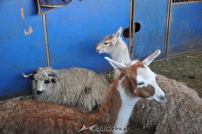 Cyrk Korona w Ostrołęce [24.04.2013] - zdjęcie #51 - eOstroleka.pl