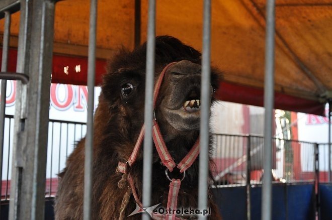 Cyrk Korona w Ostrołęce [24.04.2013] - zdjęcie #47 - eOstroleka.pl