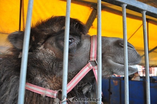 Cyrk Korona w Ostrołęce [24.04.2013] - zdjęcie #45 - eOstroleka.pl