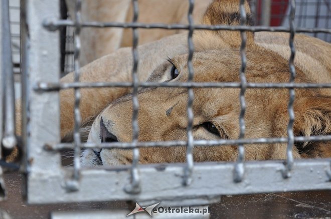 Cyrk Korona w Ostrołęce [24.04.2013] - zdjęcie #43 - eOstroleka.pl