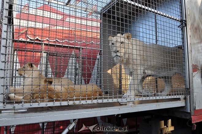 Cyrk Korona w Ostrołęce [24.04.2013] - zdjęcie #42 - eOstroleka.pl