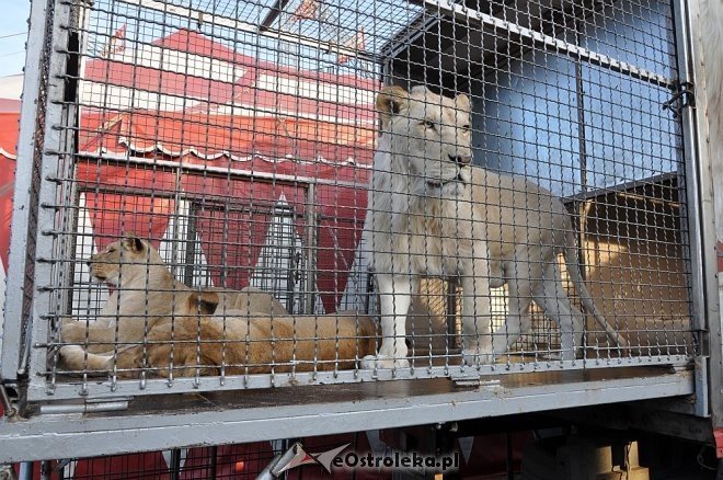 Cyrk Korona w Ostrołęce [24.04.2013] - zdjęcie #41 - eOstroleka.pl