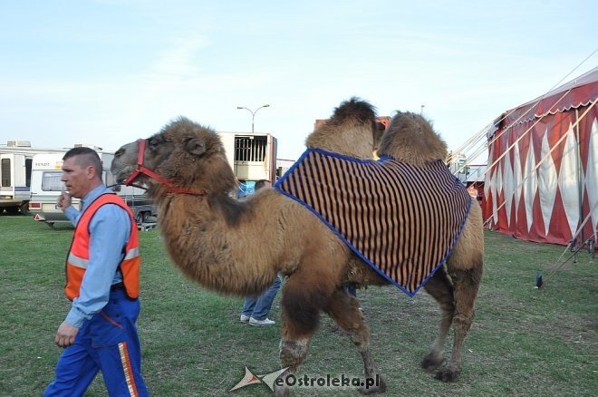 Cyrk Korona w Ostrołęce [24.04.2013] - zdjęcie #40 - eOstroleka.pl