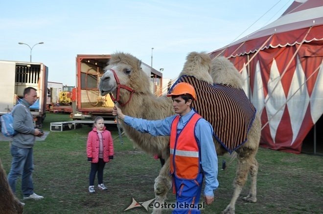 Cyrk Korona w Ostrołęce [24.04.2013] - zdjęcie #39 - eOstroleka.pl