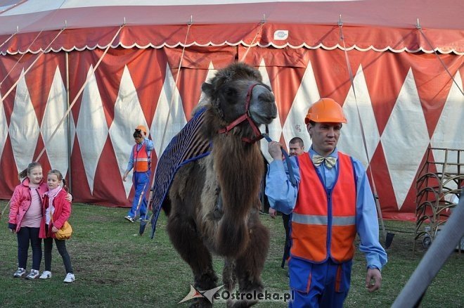 Cyrk Korona w Ostrołęce [24.04.2013] - zdjęcie #38 - eOstroleka.pl