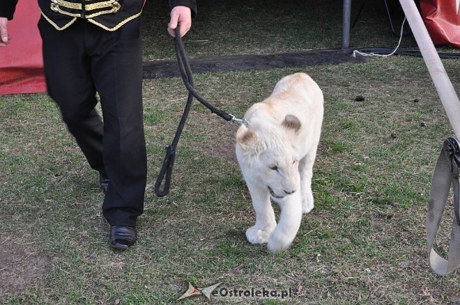 Cyrk Korona w Ostrołęce [24.04.2013] - zdjęcie #37 - eOstroleka.pl