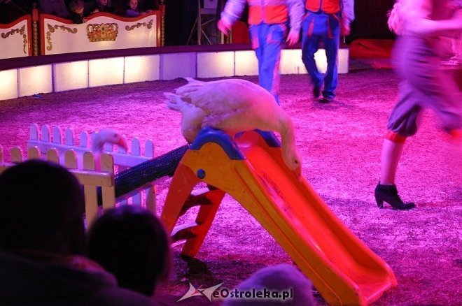 Cyrk Korona w Ostrołęce [24.04.2013] - zdjęcie #27 - eOstroleka.pl