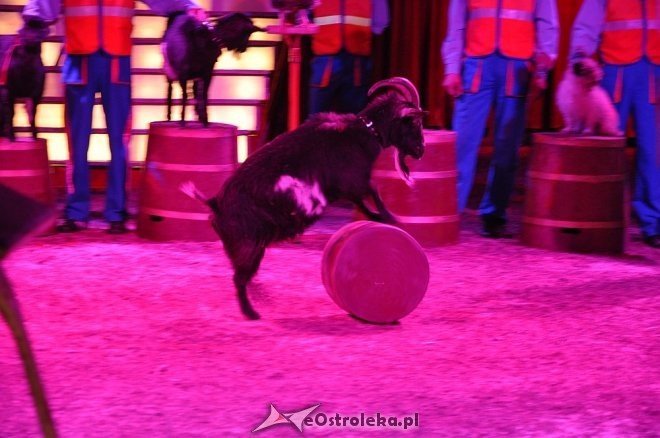 Cyrk Korona w Ostrołęce [24.04.2013] - zdjęcie #22 - eOstroleka.pl