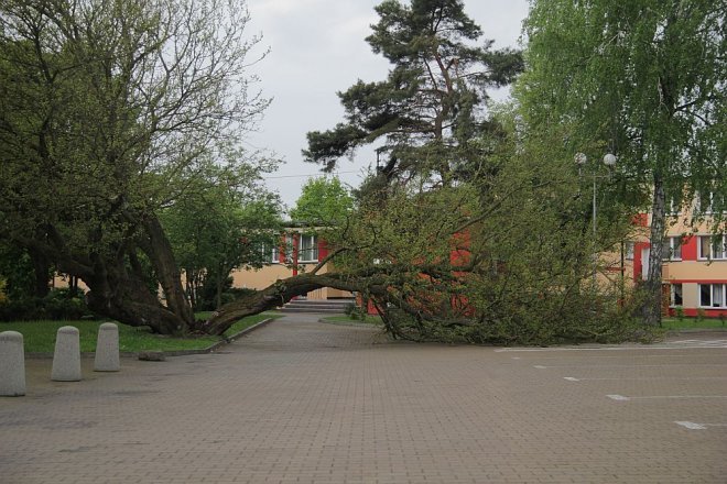 Powalone stare drzewo przy I LO stwarza zagrożenie - zdjęcie #1 - eOstroleka.pl