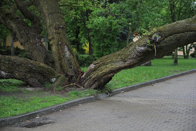 Powalone stare drzewo przy I LO stwarza zagrożenie - zdjęcie #3 - eOstroleka.pl