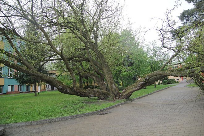 Powalone stare drzewo przy I LO stwarza zagrożenie - zdjęcie #4 - eOstroleka.pl