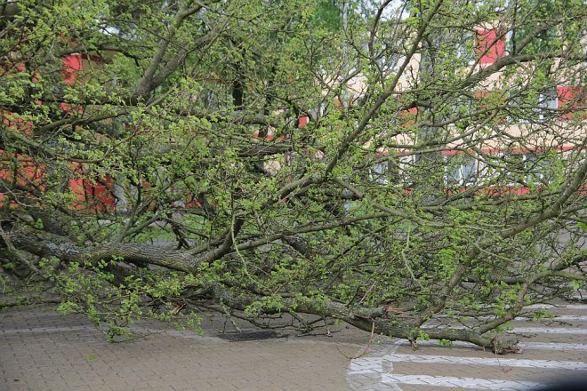 Powalone stare drzewo przy I LO stwarza zagrożenie - zdjęcie #3 - eOstroleka.pl