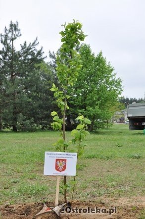 Akcja Sadzimy drzewa na Mazowszu   - zdjęcie #21 - eOstroleka.pl