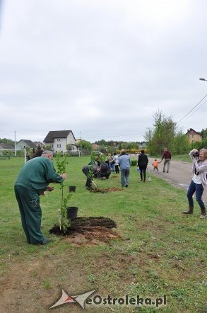 Akcja Sadzimy drzewa na Mazowszu   - zdjęcie #22 - eOstroleka.pl