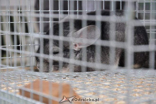 III Goworowskie Targi Przedsiębiorczości [02.06.2013] - zdjęcie #31 - eOstroleka.pl