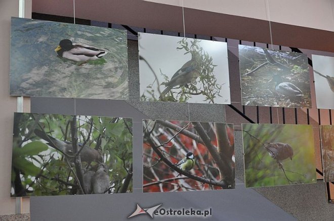 Wieczór w Arce: „Fotograficzny garnek Joanny Filipowicz” [20.06,2013] - zdjęcie #7 - eOstroleka.pl