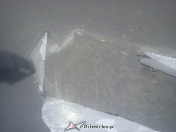 Kolejna akcja zarybiania Narwi [01.07.2013] - zdjęcie #12 - eOstroleka.pl