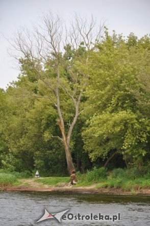 Społeczna Straż Rybacka PZW Narew 38 w walce z bobrami [30.07.2013] - zdjęcie #46 - eOstroleka.pl