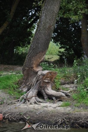 Społeczna Straż Rybacka PZW Narew 38 w walce z bobrami [30.07.2013] - zdjęcie #44 - eOstroleka.pl