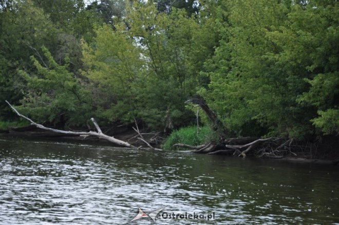 Społeczna Straż Rybacka PZW Narew 38 w walce z bobrami [30.07.2013] - zdjęcie #43 - eOstroleka.pl