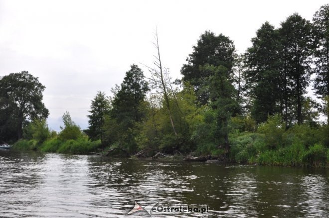 Społeczna Straż Rybacka PZW Narew 38 w walce z bobrami [30.07.2013] - zdjęcie #41 - eOstroleka.pl