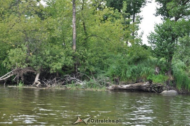 Społeczna Straż Rybacka PZW Narew 38 w walce z bobrami [30.07.2013] - zdjęcie #40 - eOstroleka.pl