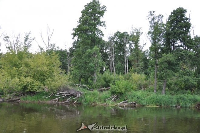 Społeczna Straż Rybacka PZW Narew 38 w walce z bobrami [30.07.2013] - zdjęcie #33 - eOstroleka.pl