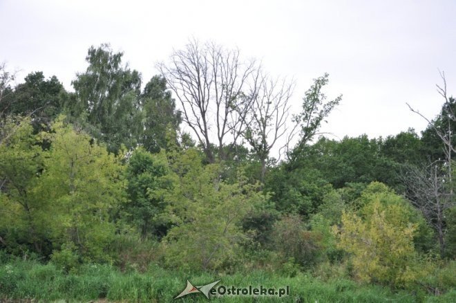 Społeczna Straż Rybacka PZW Narew 38 w walce z bobrami [30.07.2013] - zdjęcie #31 - eOstroleka.pl