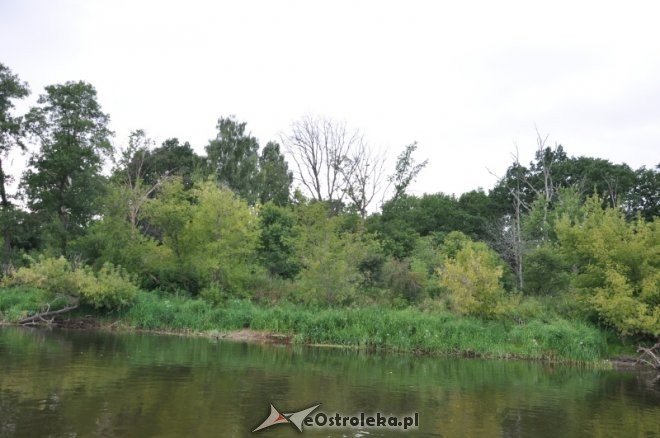 Społeczna Straż Rybacka PZW Narew 38 w walce z bobrami [30.07.2013] - zdjęcie #29 - eOstroleka.pl