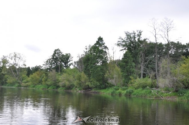 Społeczna Straż Rybacka PZW Narew 38 w walce z bobrami [30.07.2013] - zdjęcie #27 - eOstroleka.pl
