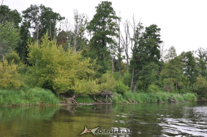 Społeczna Straż Rybacka PZW Narew 38 w walce z bobrami [30.07.2013] - zdjęcie #25 - eOstroleka.pl