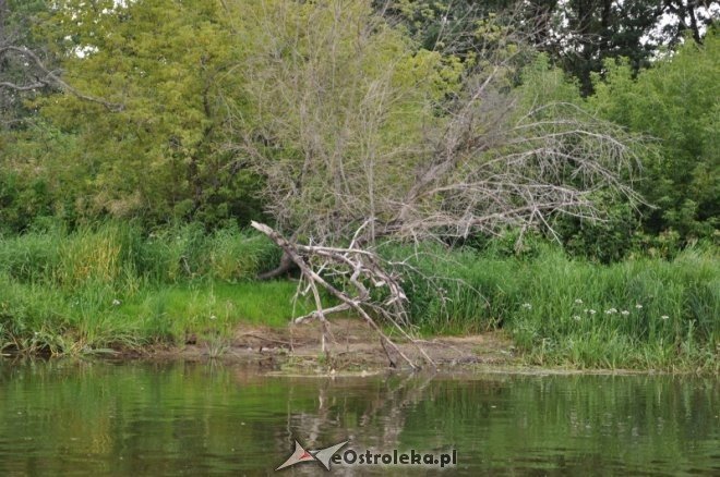 Społeczna Straż Rybacka PZW Narew 38 w walce z bobrami [30.07.2013] - zdjęcie #23 - eOstroleka.pl