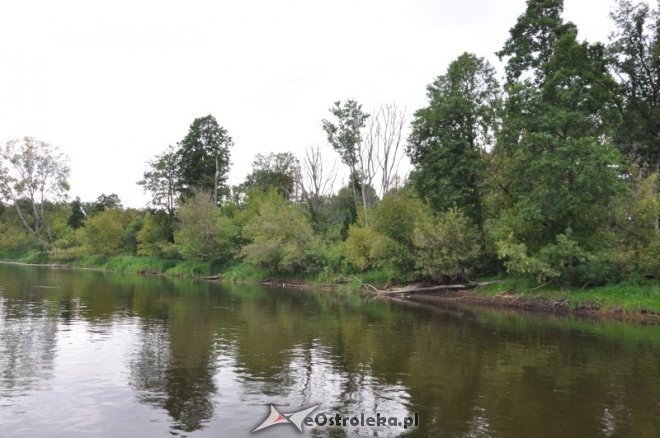 Społeczna Straż Rybacka PZW Narew 38 w walce z bobrami [30.07.2013] - zdjęcie #21 - eOstroleka.pl