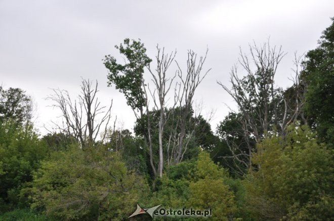 Społeczna Straż Rybacka PZW Narew 38 w walce z bobrami [30.07.2013] - zdjęcie #19 - eOstroleka.pl