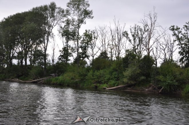 Społeczna Straż Rybacka PZW Narew 38 w walce z bobrami [30.07.2013] - zdjęcie #17 - eOstroleka.pl